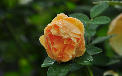 Rosas de colores  para el Día de las Madres I (10 fotos)