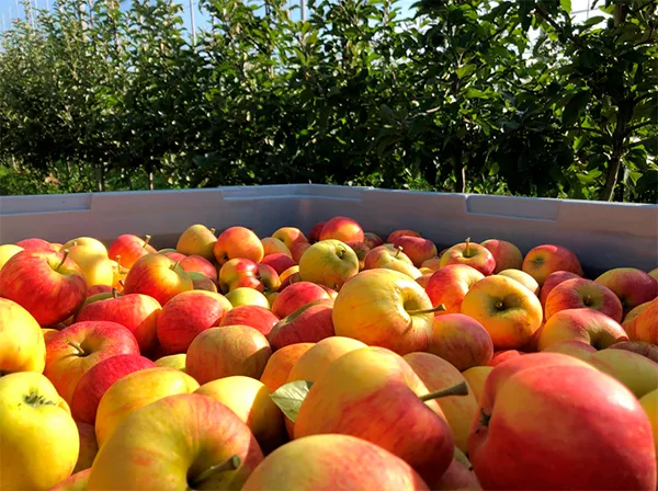 temporada-manzanas-europeas