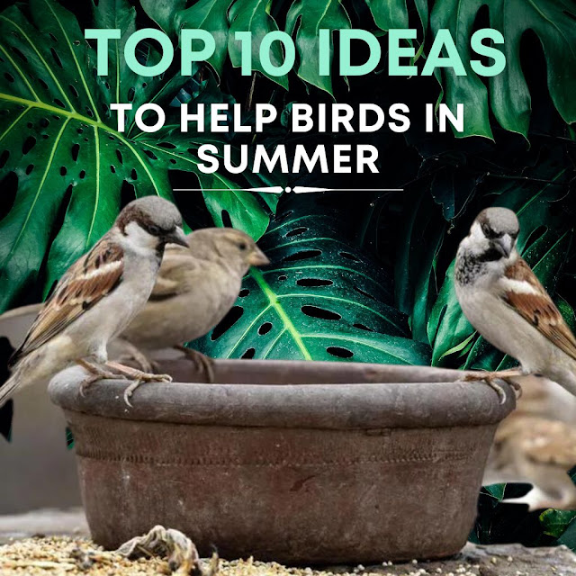 https://thetrendingexplorer.blogspot.com/2023/05/top-10-ideas-to-help-birds-in-summer.html