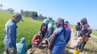 Kolaborasi Alam Raya Tani dan Masseddi AdaE Gelar Gerakan Pengendalian Hama Tikus