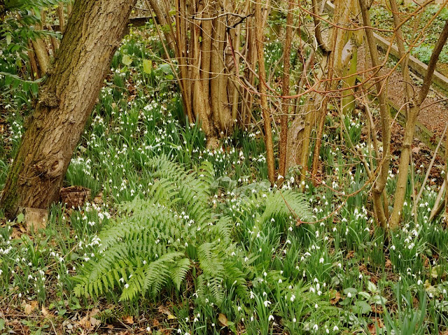 Snowdrops and a fern beneath willow and hazel 