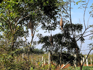 Weaver Bird nests at Hessaraghatta