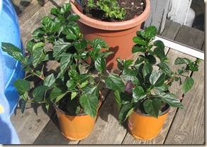 July 9 Hibiscus