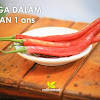 Cabe lombok merah besar