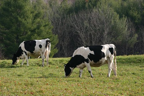 cow pussy