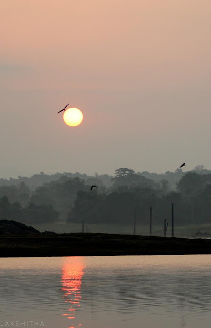 dawn at the lake and birds flying around