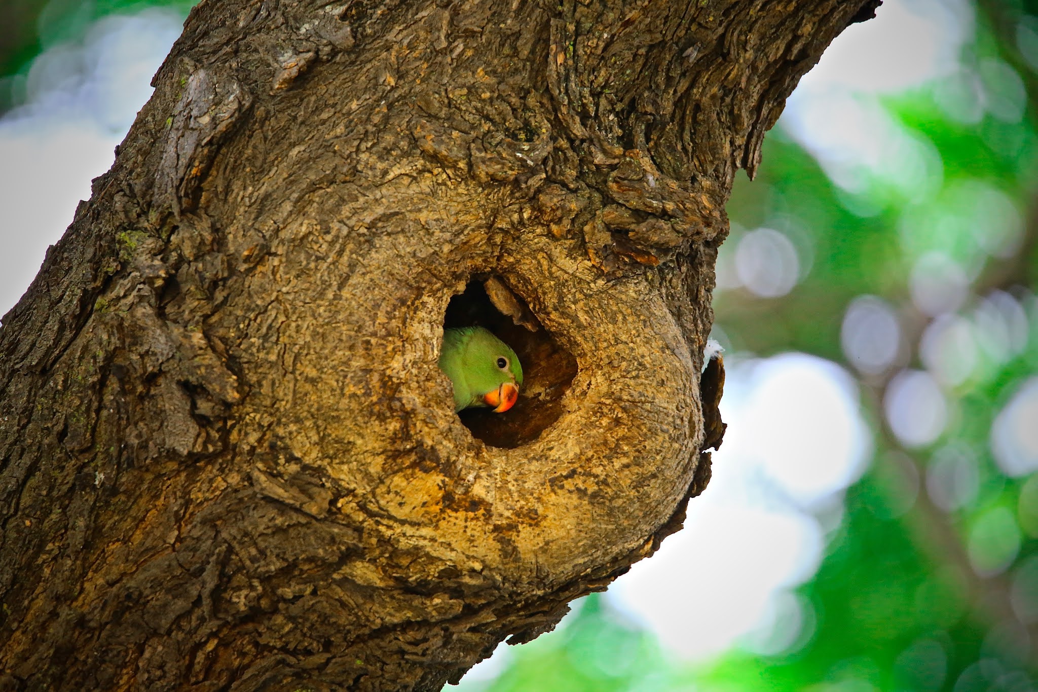 Rose-ringed Parakeets, birds of India, large high resolution images free