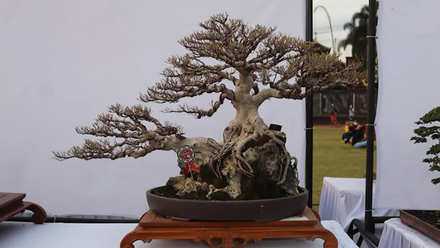 bonsai kimeng
