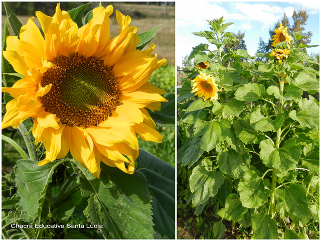 Girasol - Chacra Educativa Santa Lucía