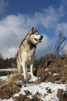 Alaskan Malamute Photos