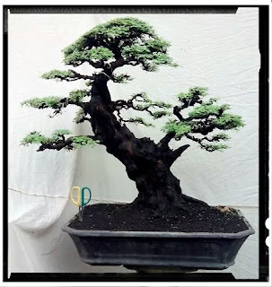 bonsai