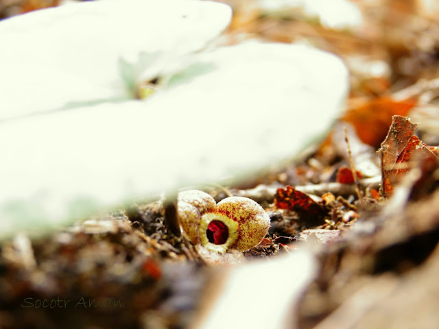 Asarum nipponicum