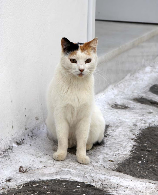 chat des cyclades