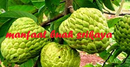 Manfaat daun buah biji akar batang  dan Kandungan dari buah 