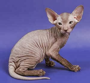 Peterbald