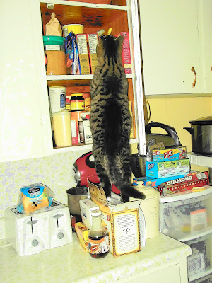 Cat in the cupboard