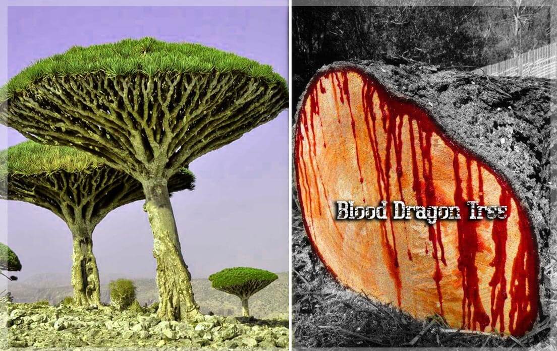 Able To Live Up To 300 Years Old The Enchantment Of Dragon Blood Tree In Yemen Herbs Plants