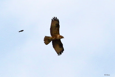 'Common Buzzard - Buteo buteo, winter visitor flying above saying adeo to Mount Abu ready to leave for home."