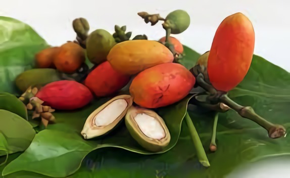 Daun Melinjo Sangat Bermanfaat Untuk Kesehatan Dan ...