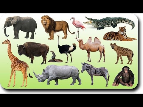 Learning Wild Animals Names And Sounds For Kids In English Funny Lion Kids Animation
