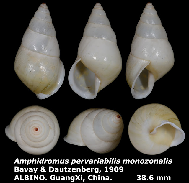 Amphidromus pervariabilis monozonalis 38.6mm ALBINO