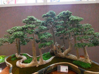 inspiratio make bonsai