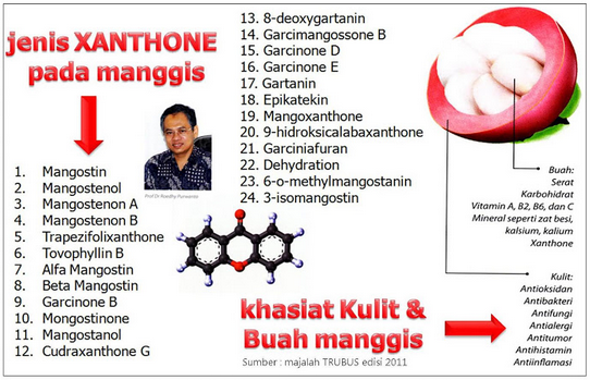 Manfaat Xanthone Pada Ace Maxs