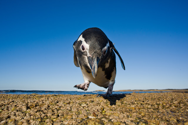 pics of penguins