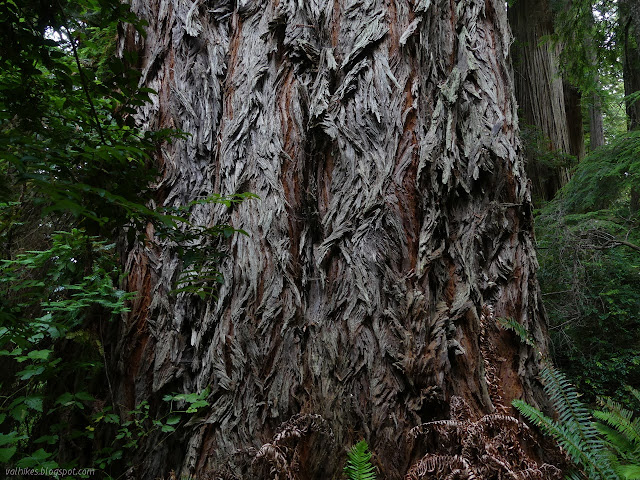 splitting bark