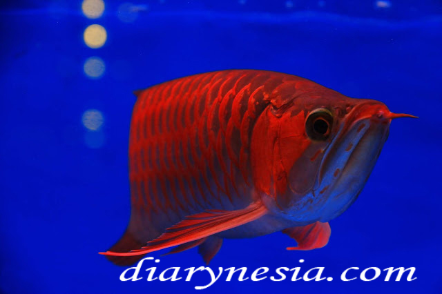 dragon fish, expensive fish, arowana fish price, diarynesia