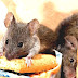 House Mouse - House Mouse Diet