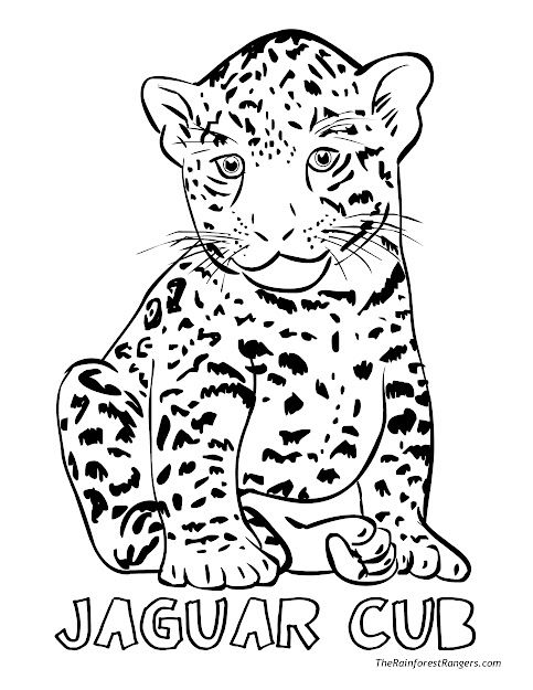 Realistic Forest Animal Coloring Pages