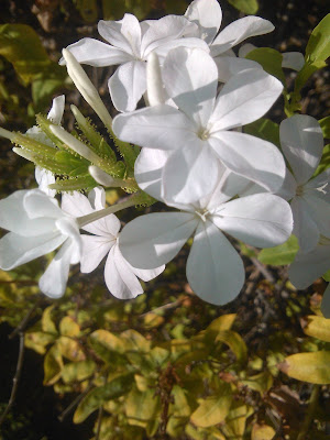 celestina blanca