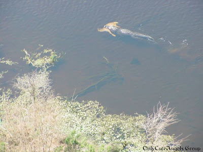 Alligator_with_a_Deer_Clutched_in_its_Jaws