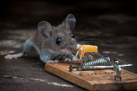 Mouse and cheese in a mousetrap, Paul Turton, mouse photos