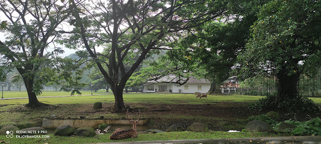 rusa-rusa-di-kebun-raya-bogor-jawa-barat