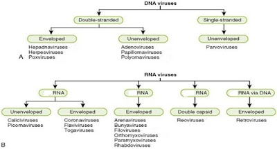 Virus-classification