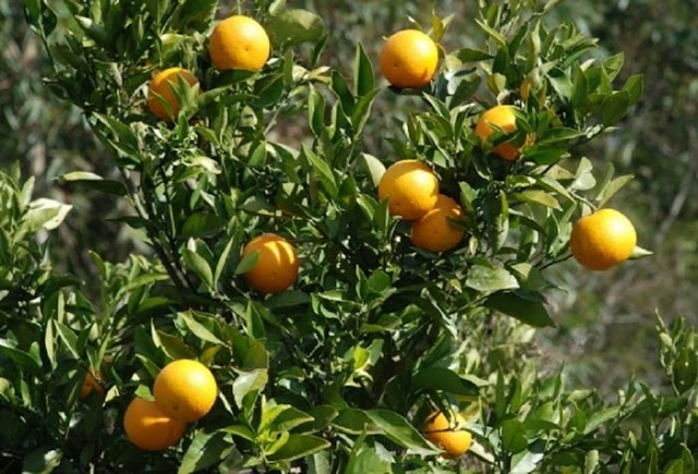Cultivo-de-laranja-dos-frutos-das-espécies-Citrus-sinensis