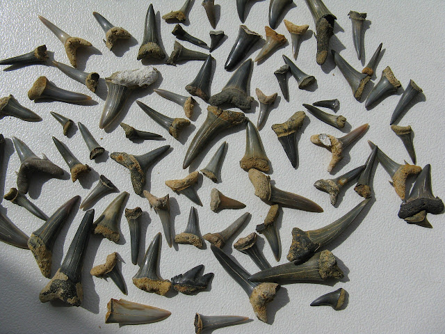 shark teeth photo by 2211438 from pixabay