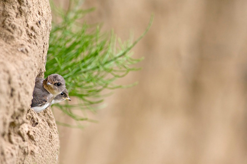 Sandmartins