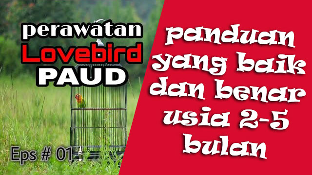 Panduan Rawatan Lovebird Yang Baik Dan Benar Usia 2 Sampai 5 Bulan