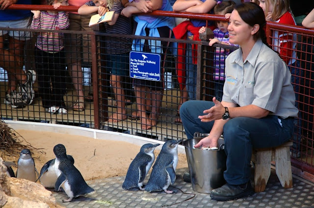 Creating a social environment for little blue penguins