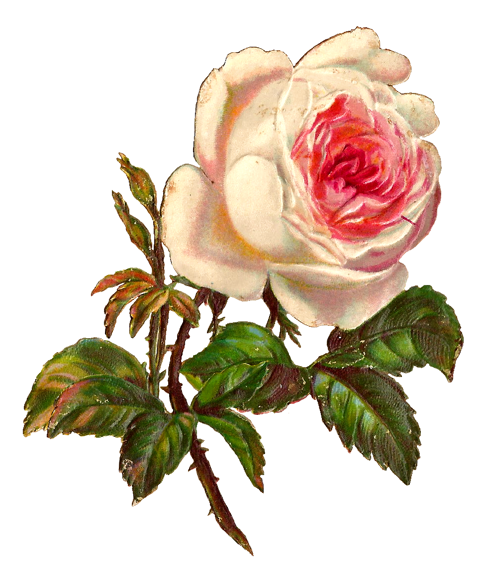 Single White Rose Png