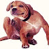 My Dog has Dry Skin??