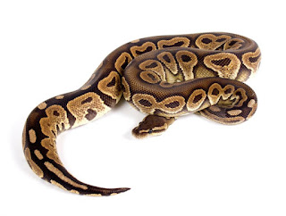 Mengobati Ular BallPython Yang Mukanya Bengkak