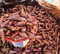 Моллюск шути в кухне народов Мексики