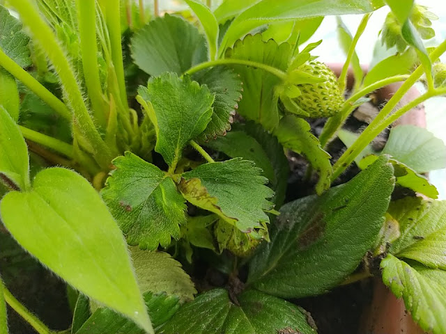 Fresones (Fragaria x ananassa). Fructificación.