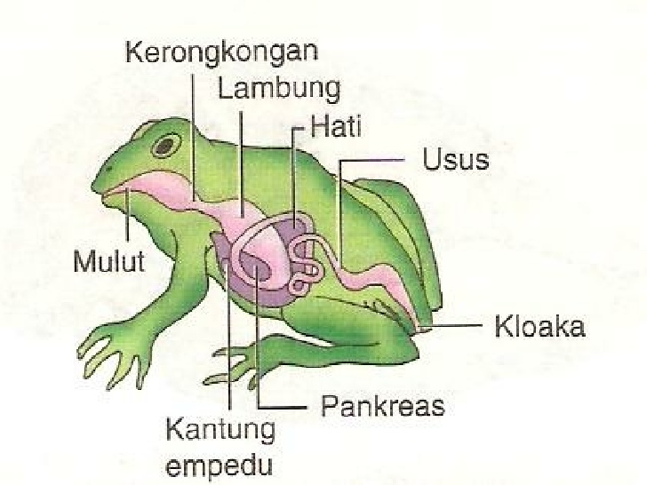  SISTEM  EKSRESI PADA HEWAN  Biologi Buanget