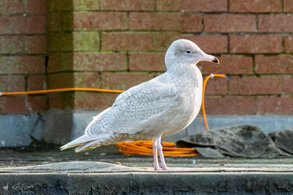 Glaucous gull