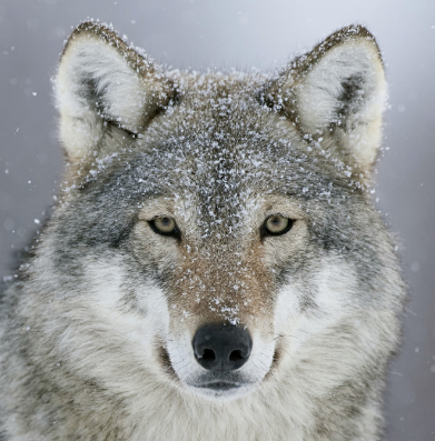 24 Fakta Unik Menarik Serigala  yang Perlu Kamu Tahu